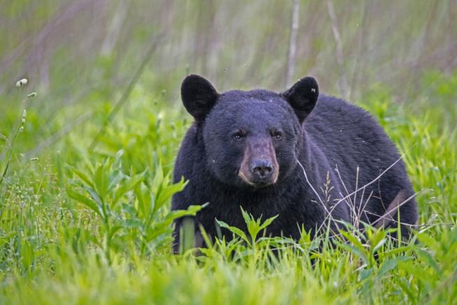 Bowhunter Kills 700-Pound Bear, Setting Record