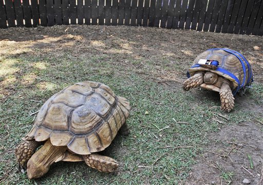 Two-Wheeled Turtle Finds Love
