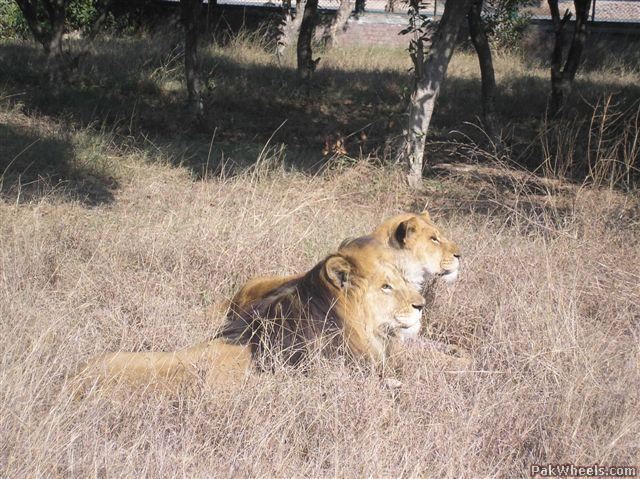 Teen's Body Found in Zoo's Lion Enclosure