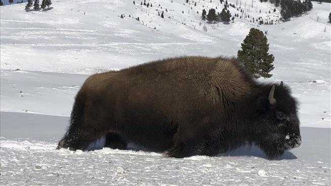 Yellowstone Capturing Bison for Possible Slaughter