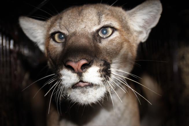 Cougar Had Already Attacked When It 'Lunged at Lady Deputy'