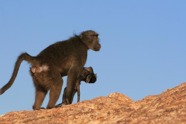 Baboons Hang On to Their Dead Offspring