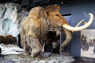 Structure Made of Mammoth Bones Baffles Scientists