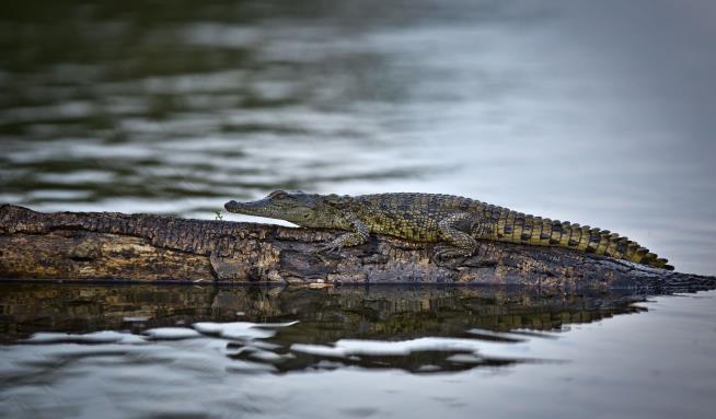 Man Breaches Lockdown, Is Killed by Crocodile