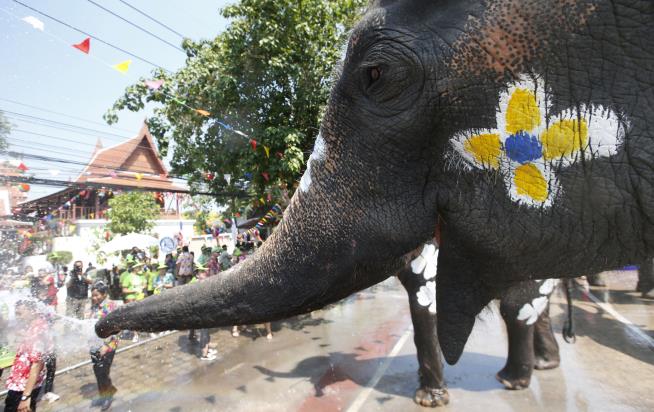 Amid Pandemic, Thailand's Elephants Face Starvation