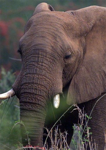 Numbers Soaring, S. Africa Mulls Elephant Cull