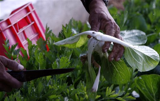 FDA Approves Irradiation of Spinach, Lettuce