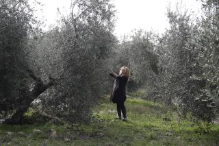 Tree 'Leprosy' Is Coming for Your Olive Oil