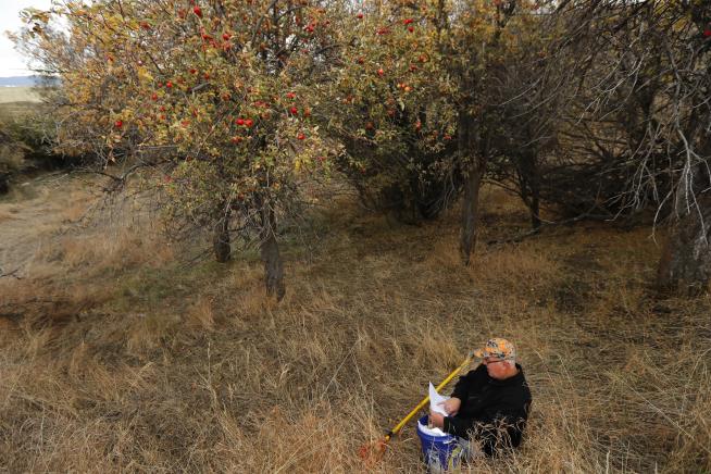 Apple Hunters Find 10 'Extinct' Varieties