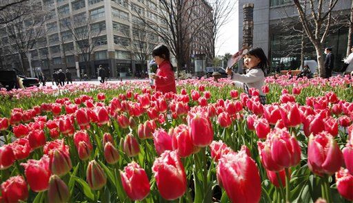 Japan Beheads Flowers to Keep People Away From Each Other