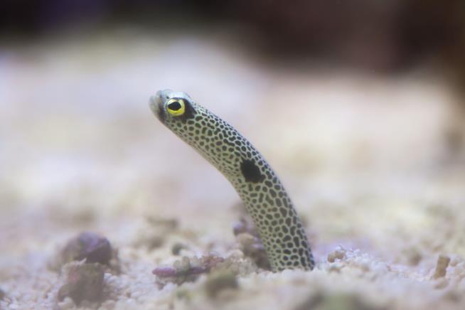 Aquarium's Problem: Its Eels Are Forgetting People Exist