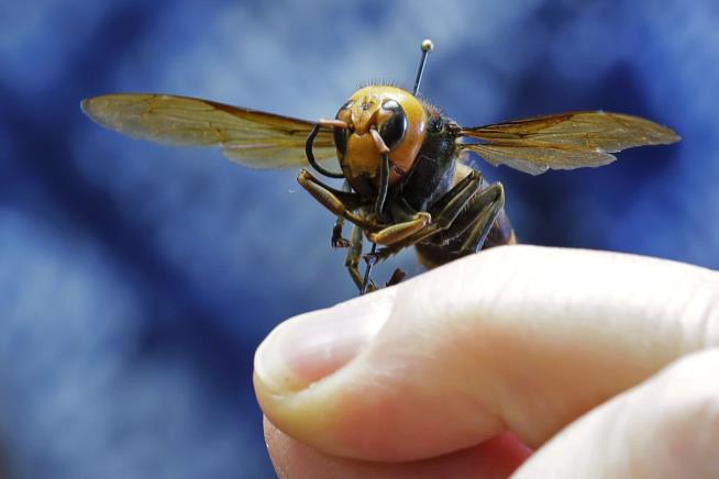 Are 'Murder Hornets' Terrifying? Yes. Are They Delicious? Yes.
