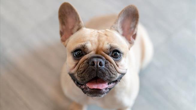 Woman Killed by Her Own French Bulldog