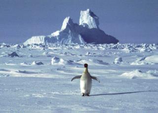 Even Antarctica Is Under Lockdown
