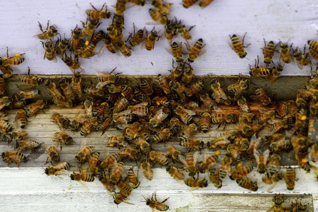 Bees Meet Dogs, With Deadly Result