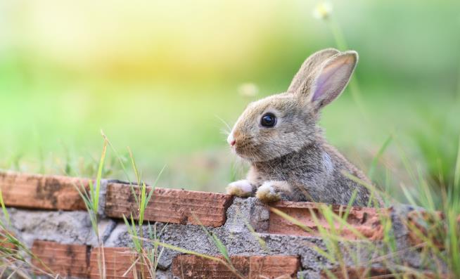 Rabbits Have Their Own Virus to Worry About
