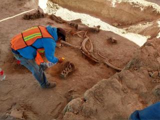 Construction Uncovers Surprise: Mammoth Bones