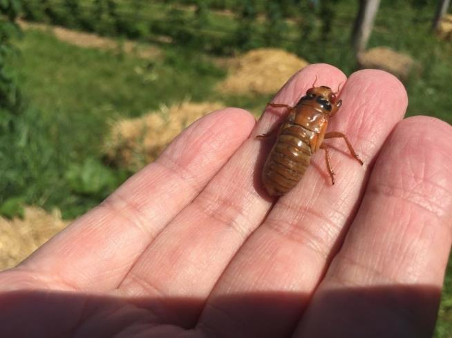 After 17-Year Break, Region Expects Millions of Cicadas