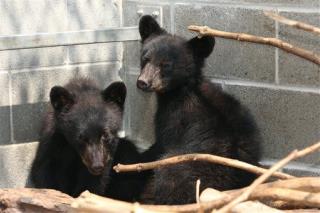 'Vindication' for Conservation Officer Fired for Not Killing Cubs