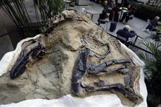 Court: Fossils Worth Millions Belong to Montana Family