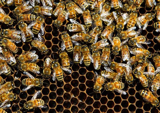 Bayer Knew Pesticide Killed Bees, Critics Charge