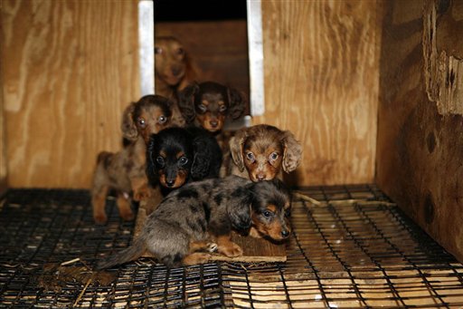 Police Rescue 1,000 Dogs From Kennel in W. Va.