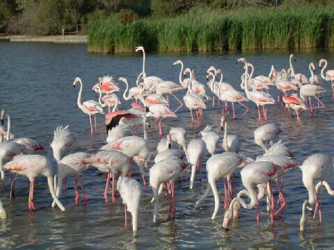 Factory, Flamingos Go on Strike