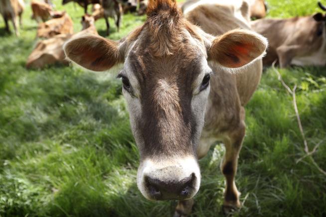 Burger King Gives Cows a Diet That's Less Gaseous