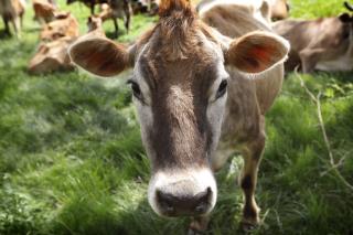 Burger King Gives Cows a Diet That's Less Gaseous
