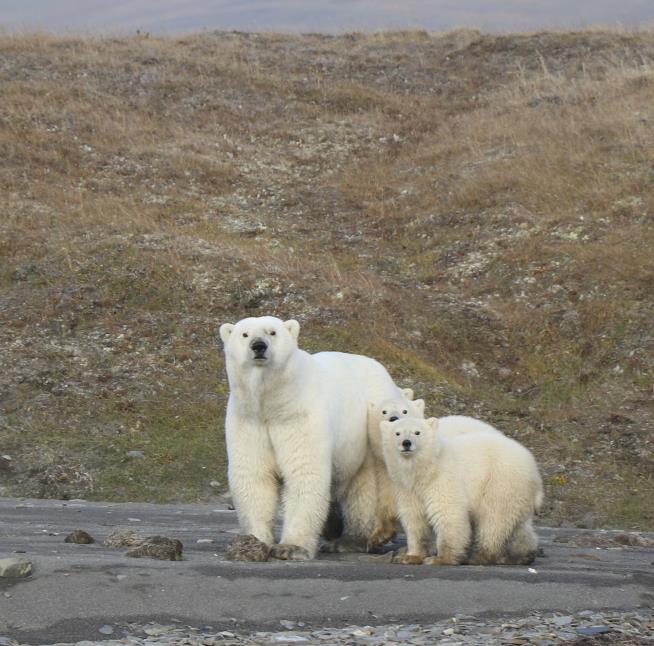 Study: Polar Bears Could Be Almost Extinct by 2100