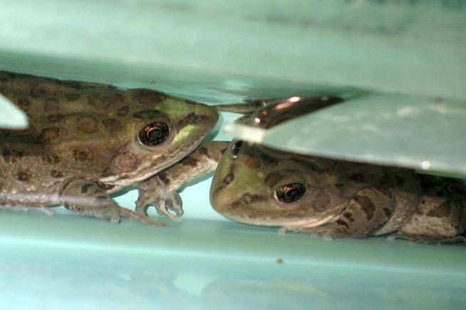 Rare 'Snoring' Frogs Found in Place They Shouldn't Be
