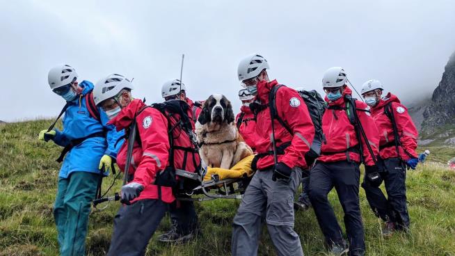16 Rescuers Carry 'Massive' St. Bernard Down Mountain