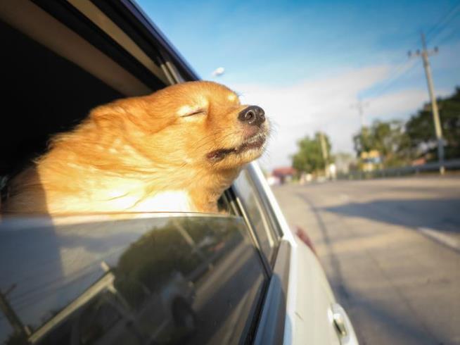 Dog Gets an Unexpected Road Trip to Florida