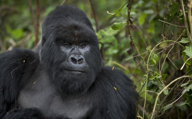 Poacher Gets 11 Years for Killing Rare Gorilla