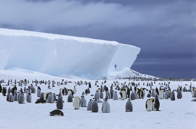 Emperor Penguin Poop Reveals Hidden Colonies