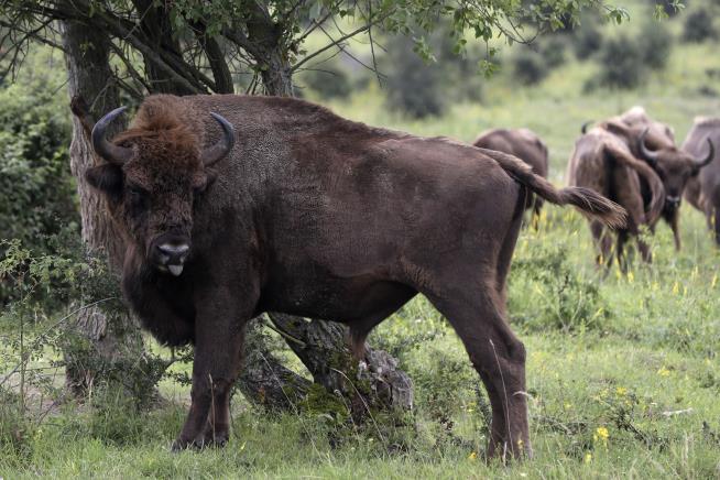 Bison Ripped Woman's Pants Off. That Likely Saved Her