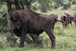 Bison Ripped Woman's Pants Off. That Likely Saved Her