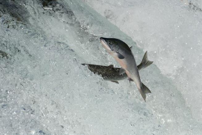 Alaska Salmon Are Getting Smaller
