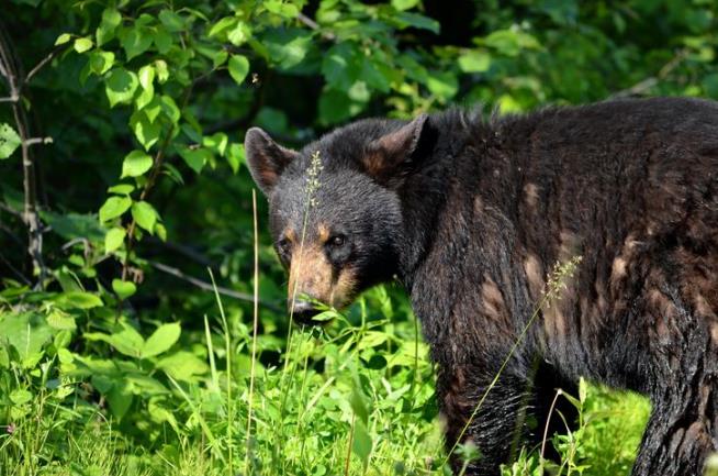Woman on Phone With Father Killed by Bear