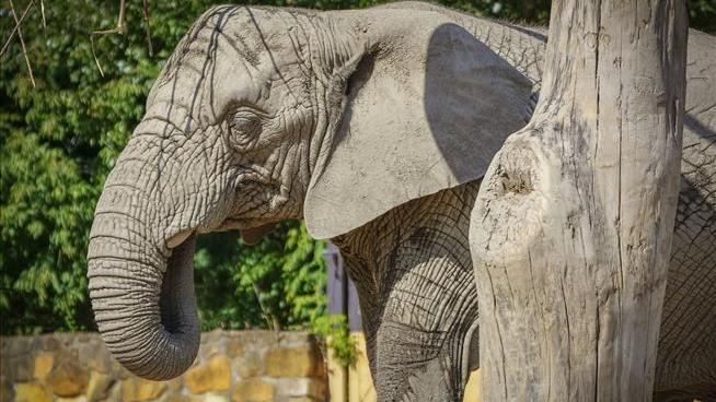 Grieving Elephant Will Be Given CBD Oil