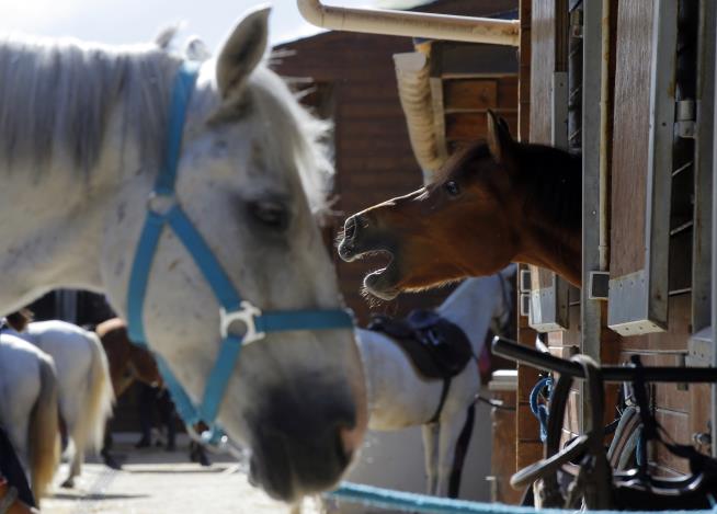 Horses Killed in Strange Ritual-Like Mutilations