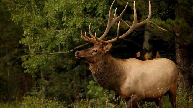 Hunter Killed on Sunday by Elk He Shot Saturday