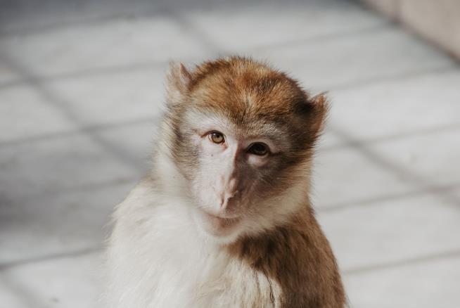 US Experts: We Need More Research Monkeys