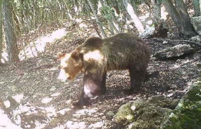 'Europe's Most Wanted Bear' Recaptured