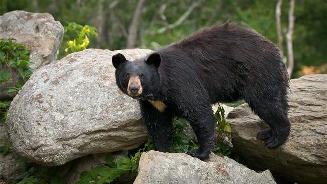 Bear Was 'Actively Scavenging' Human Remains in Smokies