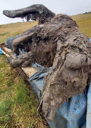 Ice Age Bear Found With Fur, Organs Intact