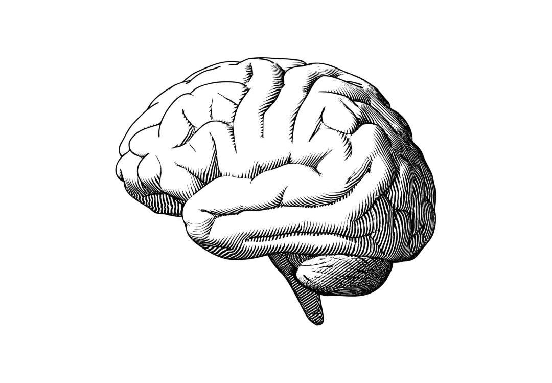 Картинка мозги на сторону