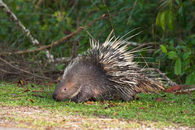 Officials: 2 Cops Fired, Face Charges for Killing Porcupines