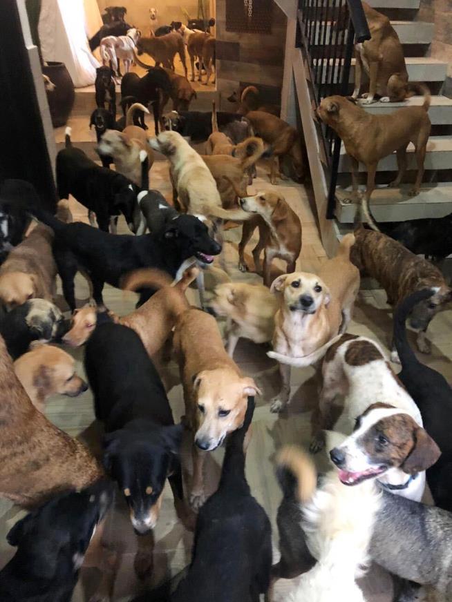 Facing a Hurricane, Man Opens Home to 300 Dogs