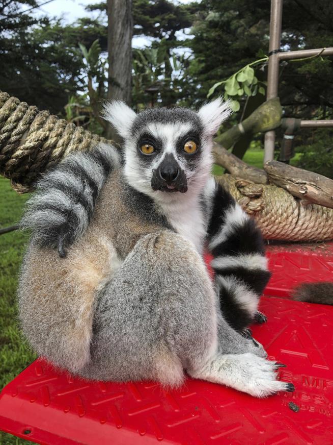 'There's a Lemur!' 5-Year-Old Helps Crack Zoo Theft Case